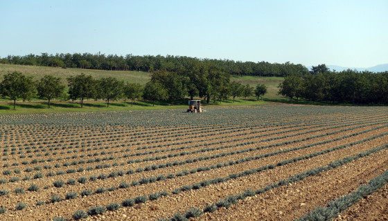 A faire Les rives de l Isère et ses noyers à Saint Hilaire du Rosier