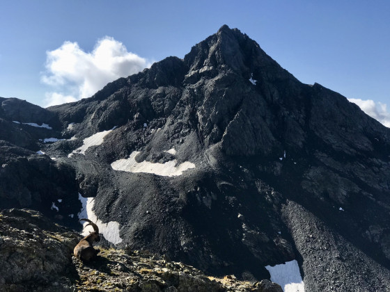 Bouquetin sous le Pic du Grand Domènon