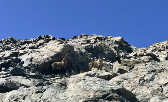 Bouquetins sur les roches moutonnées descendant sur la face Sud Est de la Grande Lance de Domène