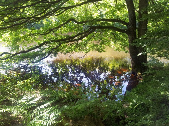 Arbre dans l'eau