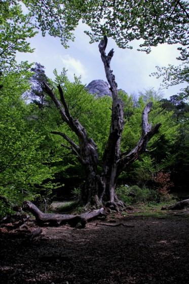 Arbre mort