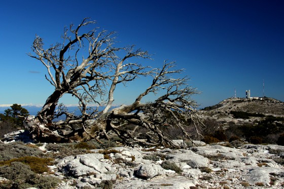 Arbre mort