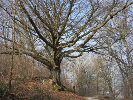 Arbre remarquable Hêtre Martine 210 ans