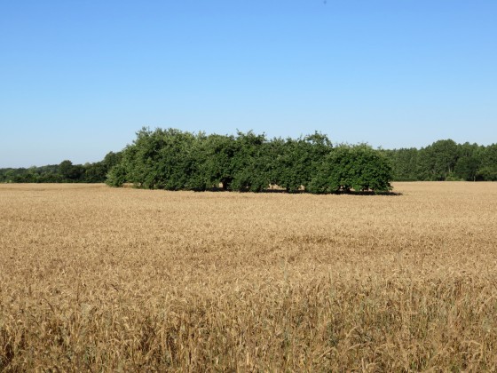 Arbres fruitiers au milieu d'un champ