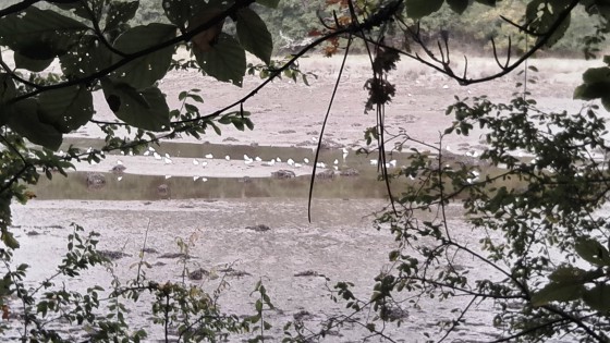 Atrouppement d'oiseaux marins