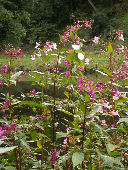 Balsamine de l'Himalaya