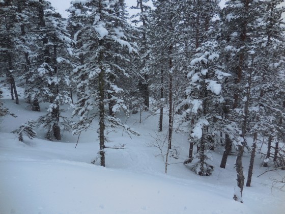 Bois de la Côte de Gaube (~1600m)