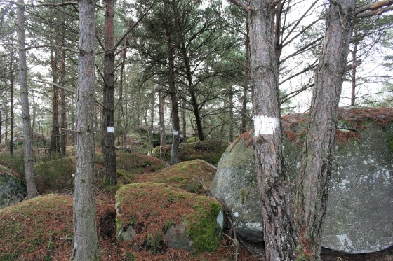 Bornage par ligne d'arbres blanchis