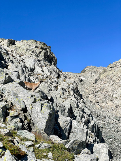 Bouquetins au dessus du col du Sambuis