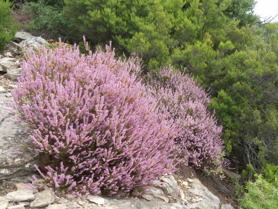 Bruyère en fleurs