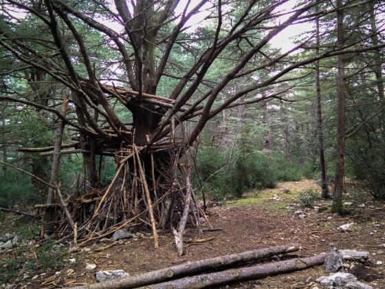 Cabane dans la forêt de cèdres