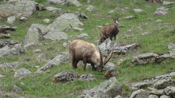 Chamois et bouquetin