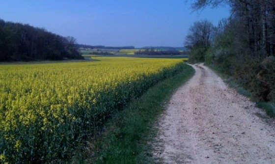 Champ de Colza