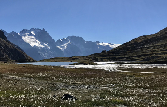 Champs de linaigrettes devant le Lac et Refuge du Goléon