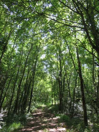 chemin boisé des Grosses Roches