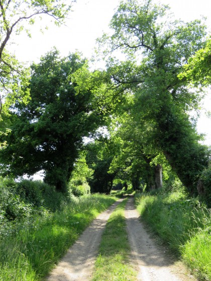 Chemin carrossable