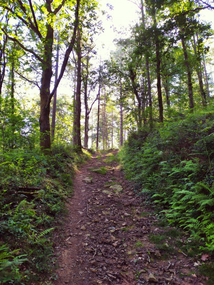 Chemin en forêt