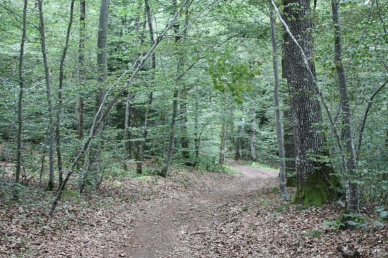 Chemin en forêt