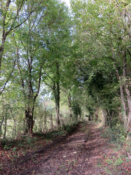 Chemin en lisière de bois