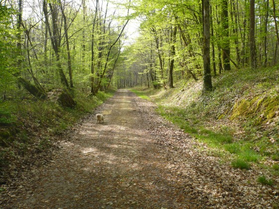 Chemin en sous bois vraiment très agréable