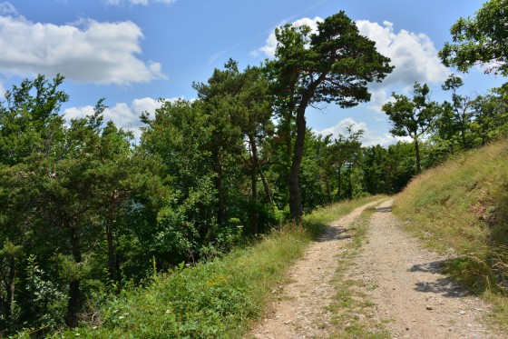 Chemin ensoleillé