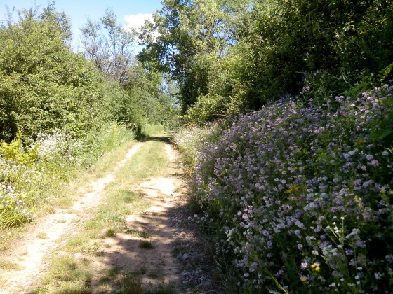 Chemin fleuri