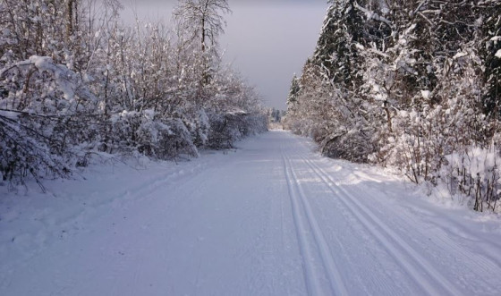 Chemin forestier du clos de la vie