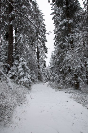 Chemin forestier enneigé