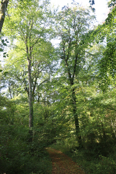 A Faire La Baignoire De Mélusine Dans Le Secret De La Forêt De Chizé