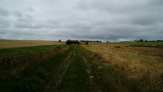 Chemin herbeux