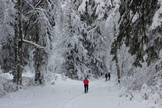 Circuit raquette en forêt