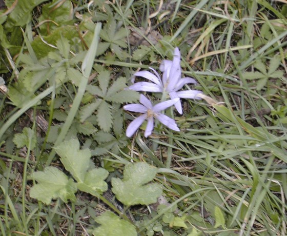 Colchique dans les prés, fleurissent, fleurissent...