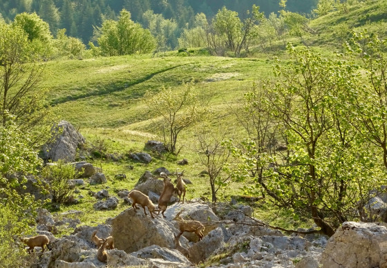 Combats de bouquetins sous le Pas de Berrièves