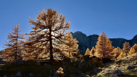 Contre jour à travers les mélèzes sous les Rochers de Privé