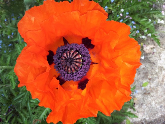 Coquelicot