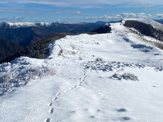 Dans la petite combe de Couspeau