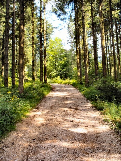 Dans les bois