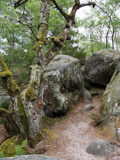 Des rochers et des arbres