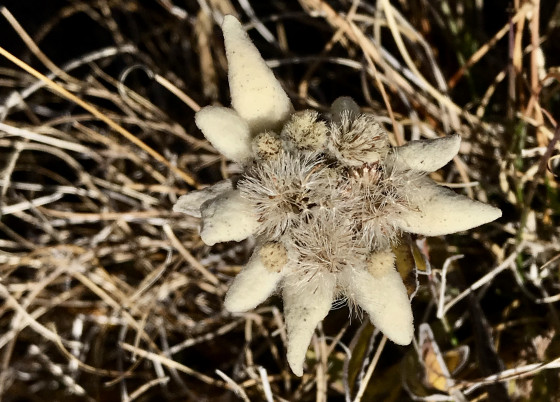 Edelweiss