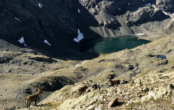 Famille de bouquetins au-dessus du Lac du Grand Domènon