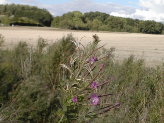 Fleurs d\'épilobe rescapées de l\'été 2016