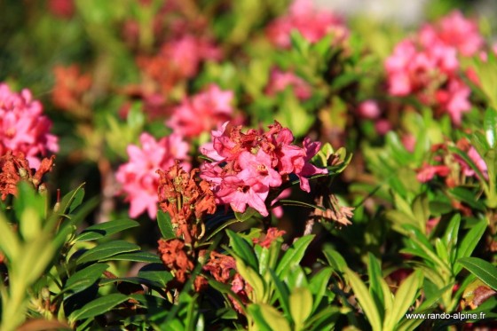 Fleurs des Alpes