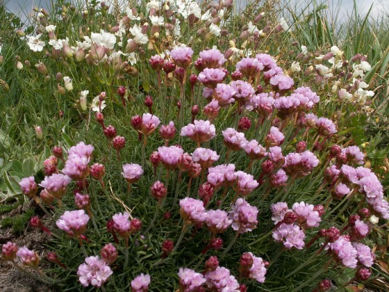 Fleurs des dunes