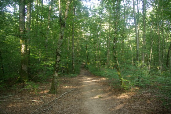 Forêt des Vosges