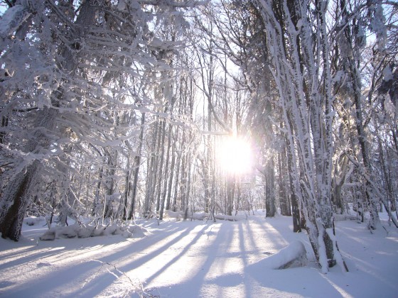 Forêt en hiver