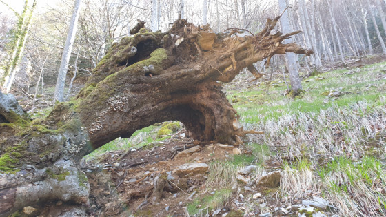 Gouffre de la Garro - hêtre à terre