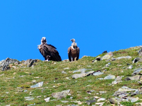 Gypaète barbu et vautour fauve sur le Grand Galbert