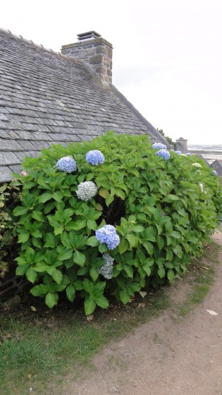 Hortensias