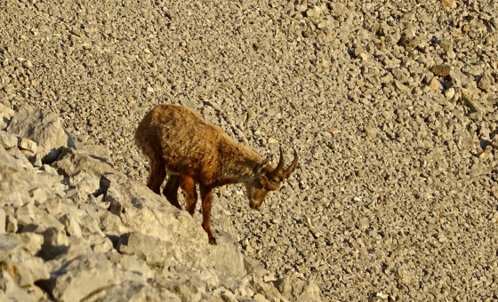 Jeune bouquetin descendant un éboulis sous le Pas de Berrièves