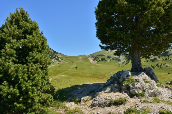 L'arbre taillé